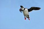 Puffin,skelligs