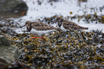Turnstone (Arenaria interpres) on Strangford Lough 2 of 4