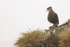 Crested Caracara perched on cliff, Saunders Island, Falklands
