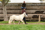 S36 - Rehabiliated Rescue Horse & Pony In Hand & Ridden portfolio