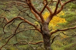 Scots Pine Wester Ross
