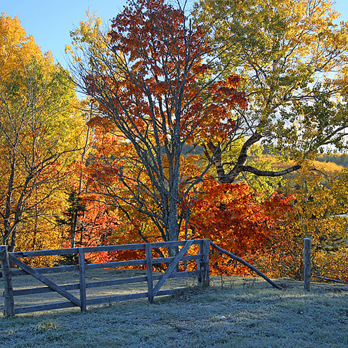 Autumn foliage surrounds an old wooden fence in mid-October in rural Albert County New Brunswick Canada