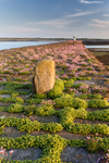 Breakwater Bloom