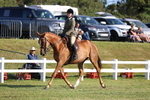 Class 2: Rising Star Large Hack/Riding Horse portfolio