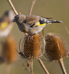 Goldfinch (juvenile) on a teasel seed head at Otmoor
