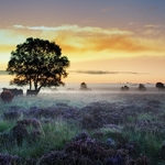 Dawn on the Leash