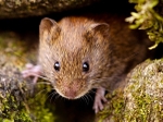 Bank Vole (06)