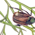 Chafer Beetle (Protaetia (Netocia) cuprea) MYN