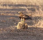 Black Kite