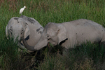 Elephants
