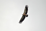 Griffon Vulture