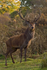 Monarch Stag