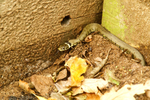 Grass Snake - RSPB Minsmere
