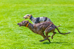 Greyhounds_7175