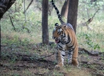 Walking Tiger