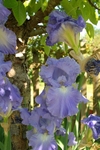 Iris 1004