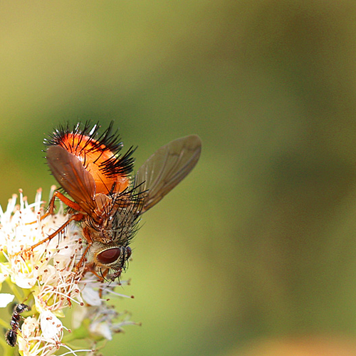 Tachinidae: Hystricia abrupta