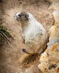 Hoary marmot