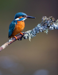 KINGFISHER no 5