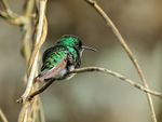 White-tailed Emerald (male), Boquete, Panama