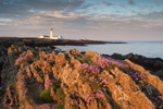 The Evening Light