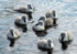 Cygnets at the Curlie 2007