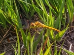 Common Darter
