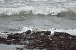 Great Black-backed Gulls