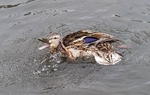 Slimbridge-11