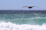 Southern Giant Petrel low over wave, Volunteer Point, Falklands
