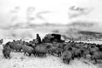 Sheep! portfolio