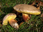 Red Cracking Bolete