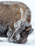 Bison-1