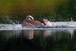 Osprey in the water with a fish behind it