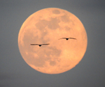 Pink Spermoon 7/4/2020 - 4