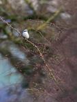 Great Grey Shrike portfolio