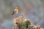 Robin portfolio