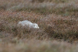 Mountain Hare Jan 2018