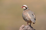 Chukar Partridge