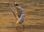 Gull Golden Dance 7