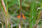 Small Skipper