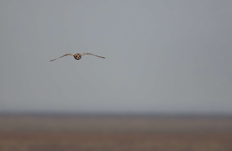 Short Eared Owl