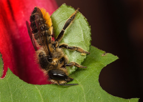 Megachile centuncularis female, cutting a section of leaf from a Fuchsia plant. Warwickshire, July 2012.