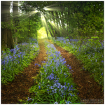 Bluebell Lane, Galgorm Castle (IMG0352)