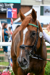 250725-Race 5-Sand Gazelle-0773