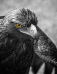 I See You...