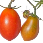Tomato (Solanum lycopersicum) with Shield Bug (Nezarla viridula)