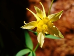 Yellow Columbine