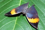 Leaf Butterfly - Kallima inachus