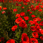 Poppies